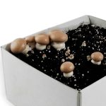 Mushroom growkit – legal in each country – make your own growkit