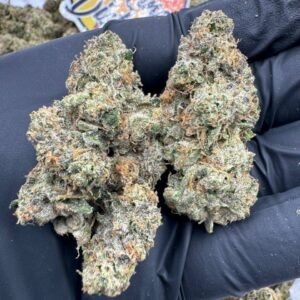 Sherbanger (Indoors Exotics) - Image 3